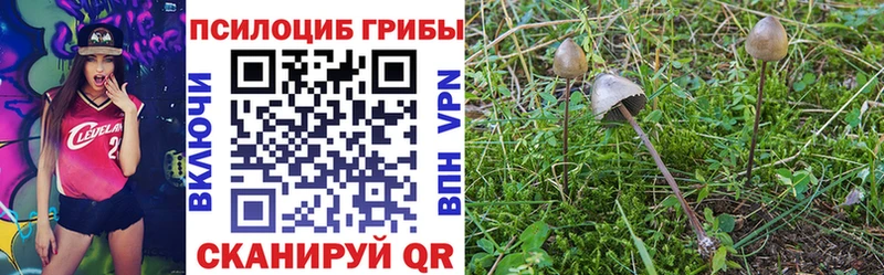 где купить   Реутов  Псилоцибиновые грибы мухоморы 